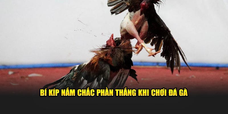 Bí kíp nắm chắc phần thắng khi chơi đá gà