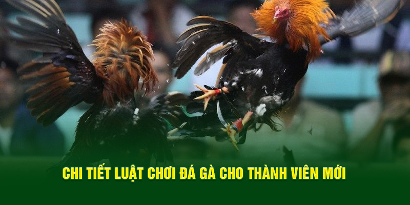 Chi tiết luật, quy định cơ bản dành cho thành viên mới