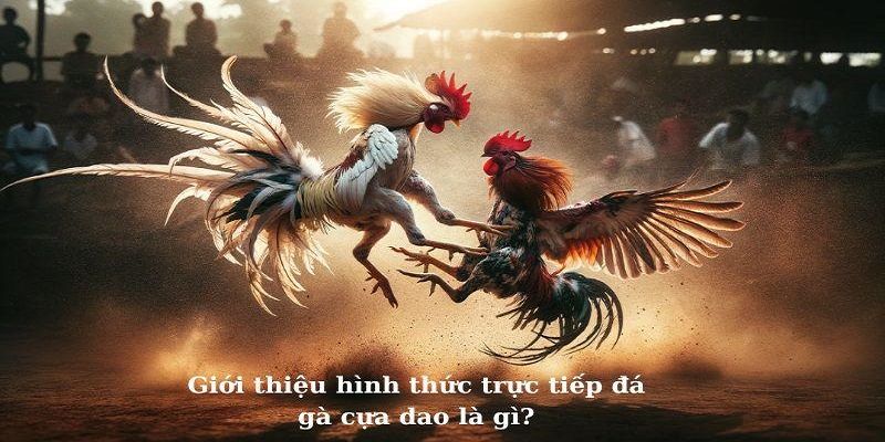 Đá gà cựa dao nổi bật với các trận đấu siêu kịch tính