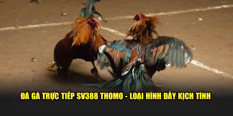 Đá gà trực tiếp SV388 Thomo - loại hình đầy kịch tính