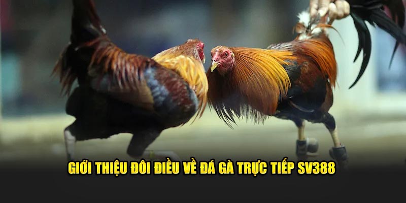 Giới thiệu đôi điều về đá gà trực tiếp SV388