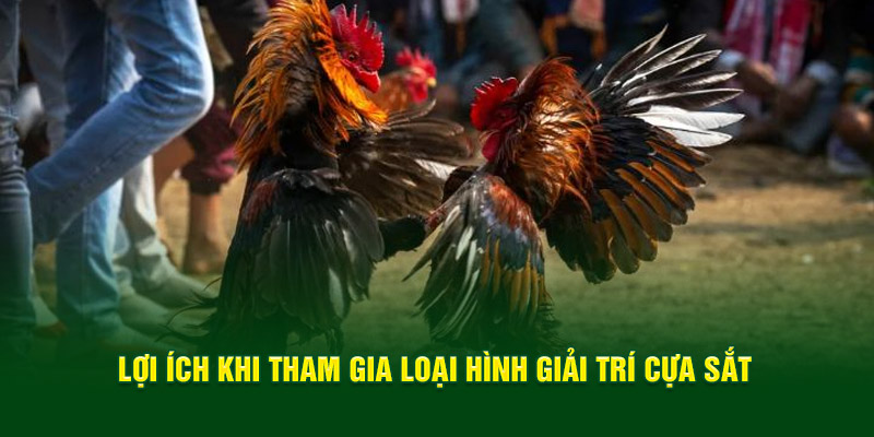 Lợi ích khi tham gia loại hình giải trí cựa sắt