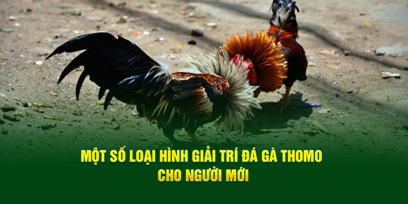 Một số loại hình giải trí đá gà Thomo cho người mới