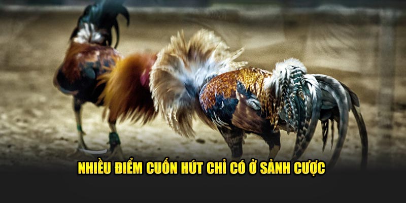 Nhiều điểm cuốn hút chỉ có ở sảnh cược