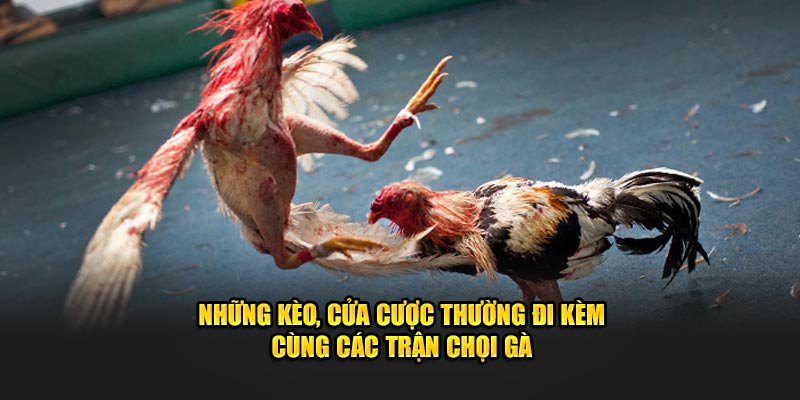 Những kèo, cửa cược thường đi kèm cùng các trận chọi gà