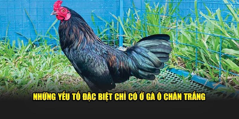 Đặc điểm nổi bật của loài chiến kê chân trắng