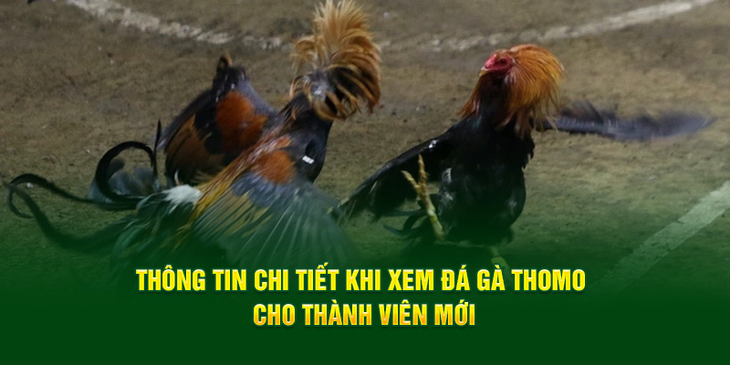 Thông tin chi tiết khi xem đá gà Thomo cho thành viên mới