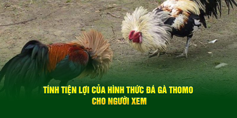 Tính tiện lợi của hình thức đá gà Thomo cho người xem