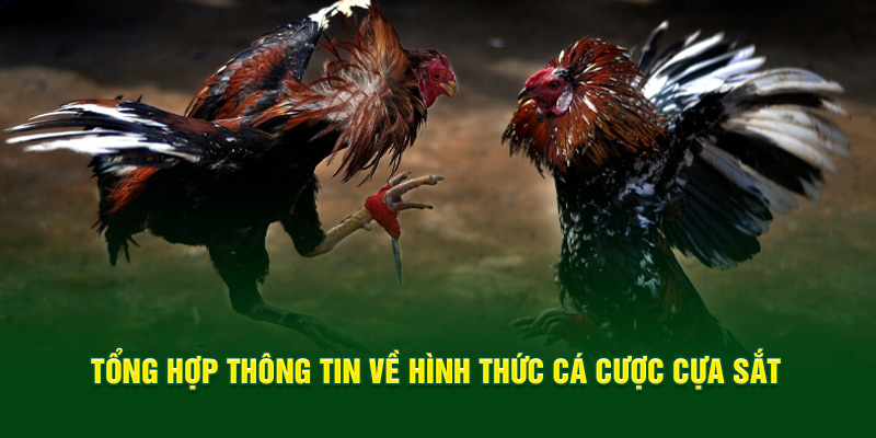 Tổng hợp thông tin về hình thức cá cược cựa sắt hot hit tại Good88