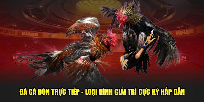 Đá gà đòn trực tiếp chỉ có good88