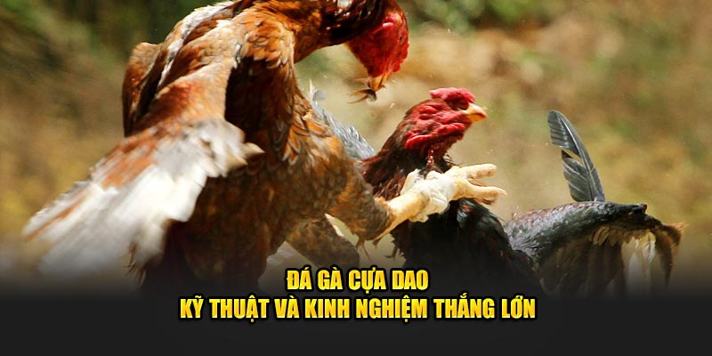 Đá gà cựa dao kỹ thuật và kinh nghiệm