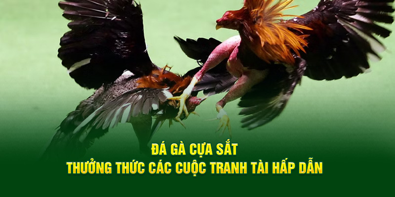 đá gà cựa sắt thưởng thức các cuộc tranh tài hấp dẫn