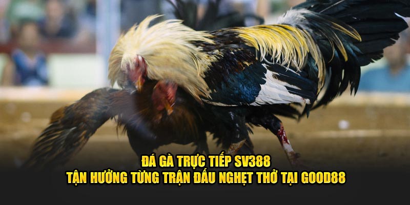 Đá gà trực tiếp sv388 tận hưởng từng trận đấu nghẹt thở