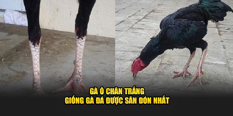 Giống gà ô chân trắng được săn đón tại các đấu trường