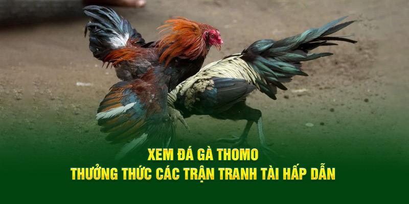 Xem đá gà thomo tại Good88